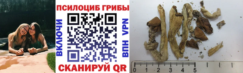 Купить где  Калтан  Псилоцибиновые грибы GOLDEN TEACHER 